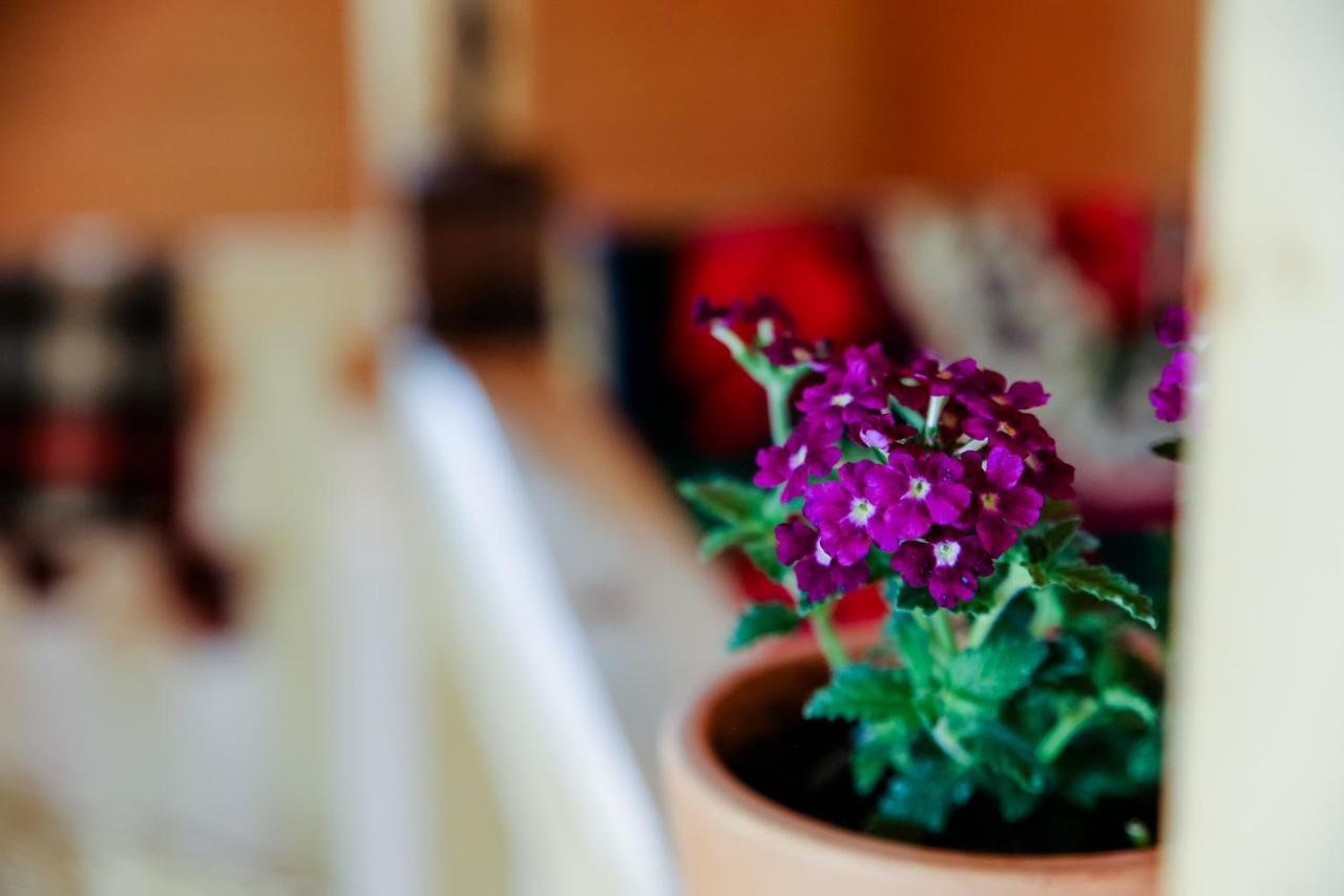 Anahouse Hotel Vişeu de Sus Екстериор снимка